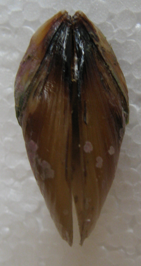 mytilus galloprovincialis giallo